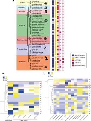 Antimicrobial peptides from marine animals: Sources, structures, mechanisms and the potential for drug development